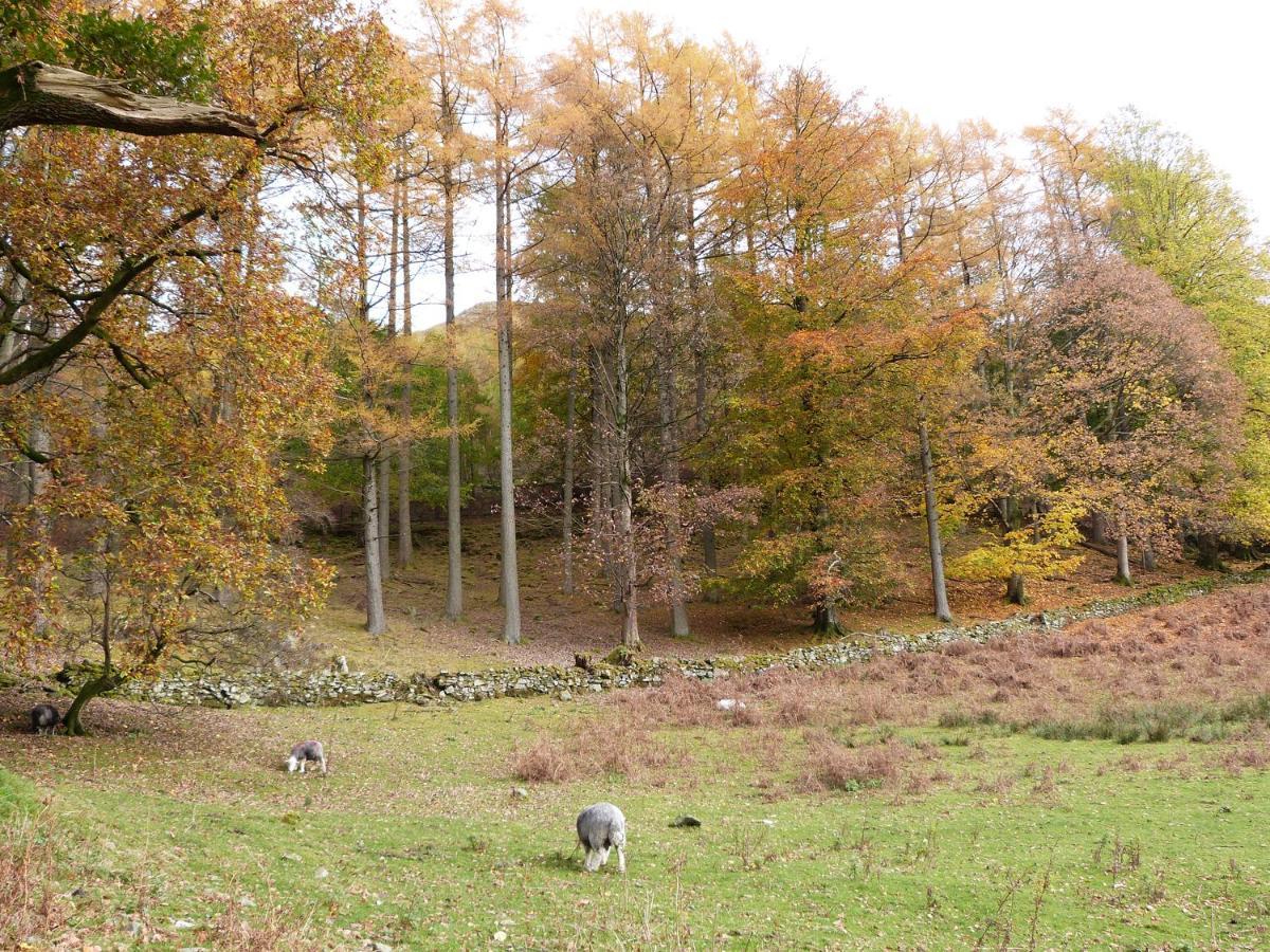 Hazel - Woodland Cottages Bowness-on-Windermere Exteriör bild